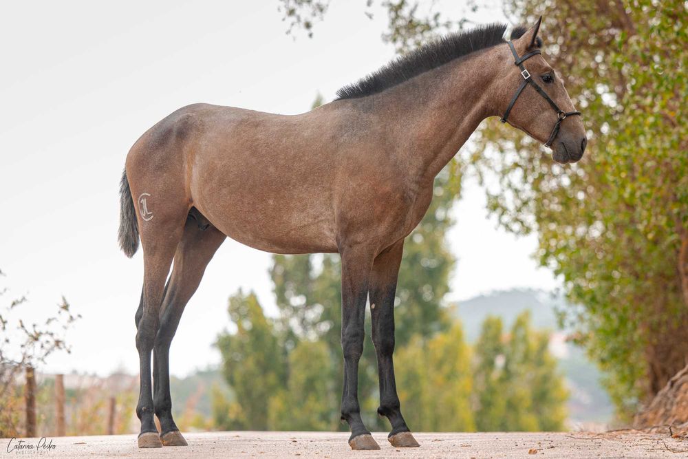 Cavalo Lusitano puro