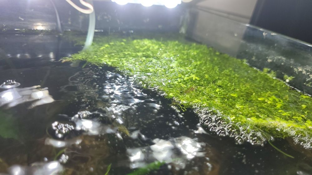 Wgłębka (wątrobowiec)