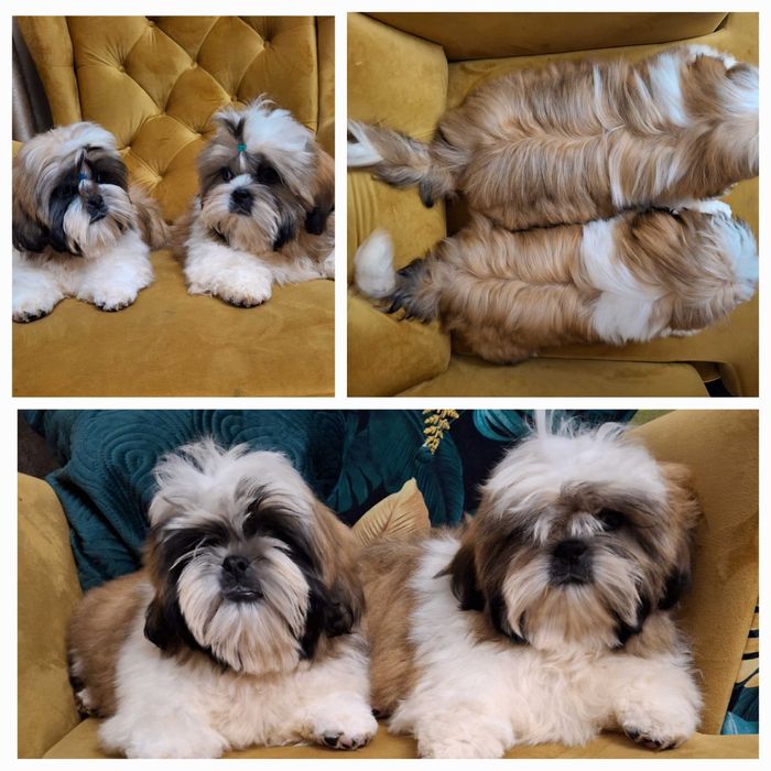 Piesek 4.5 miesiaca z wyprawką