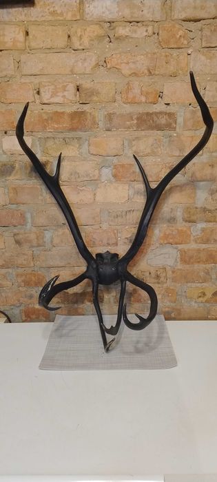 Рога оленя. Покрашенные. 80см*55см