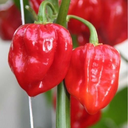10 Sementes de Pimento Picante Habanero Vermelha