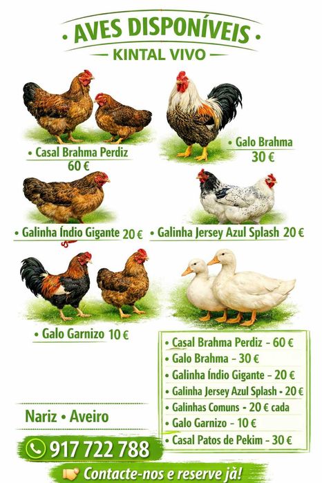 Brhamas,Indio Gigante, Jersey Azul