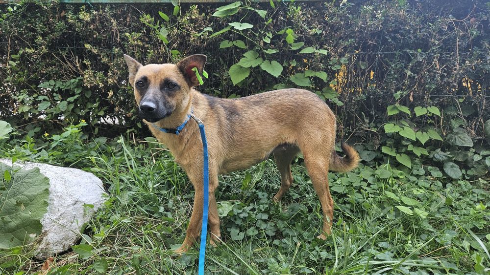 Невеличка лігідна собачка Лола шукає дім! Стерилізована!