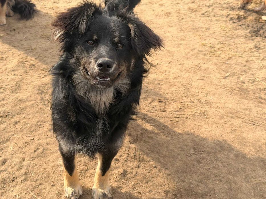 MAGNES – 10 kg czystej radości szuka swojego człowieka