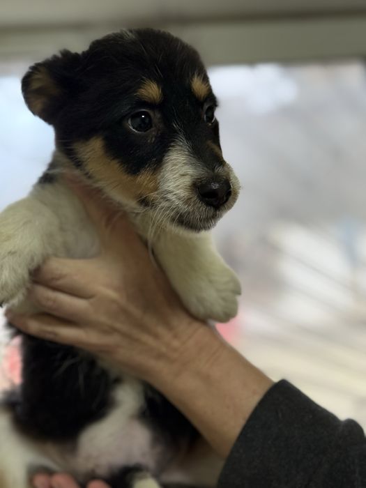 Цуценя міні породи