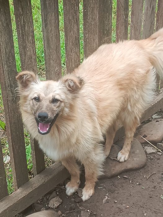 Дві дівчинки безкоштовно