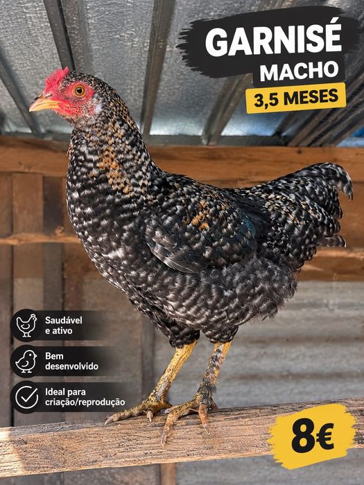 Garnisé macho jovem – 3,5meses