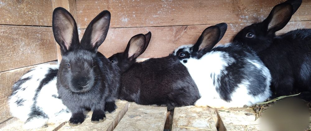 Кролики привиті.