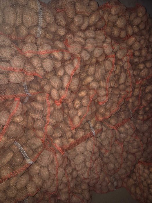 Ziemniaki Riviera kaliber 55+