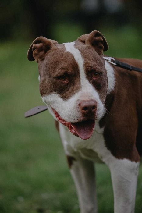 Pilne!! Zazu w typ. amstaffa ma około 5 lat. czeka na dom Gliwice
