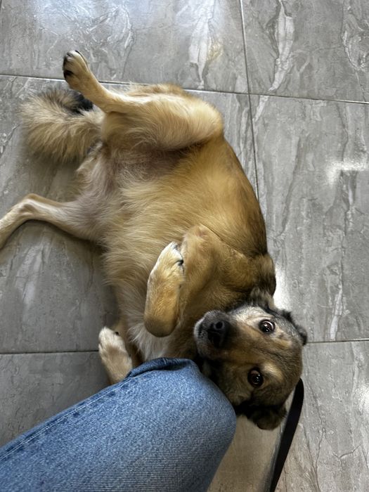 Бруня шукає дім, стерилізована