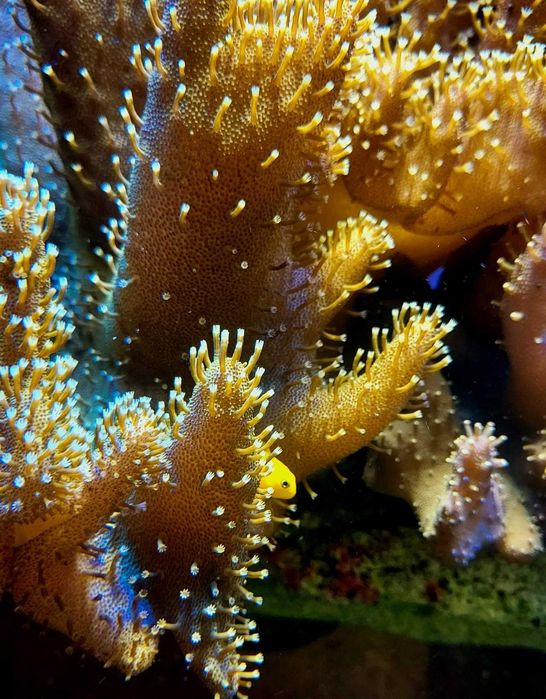 Gobiodon okinawae - ryba - akwarium morskie.