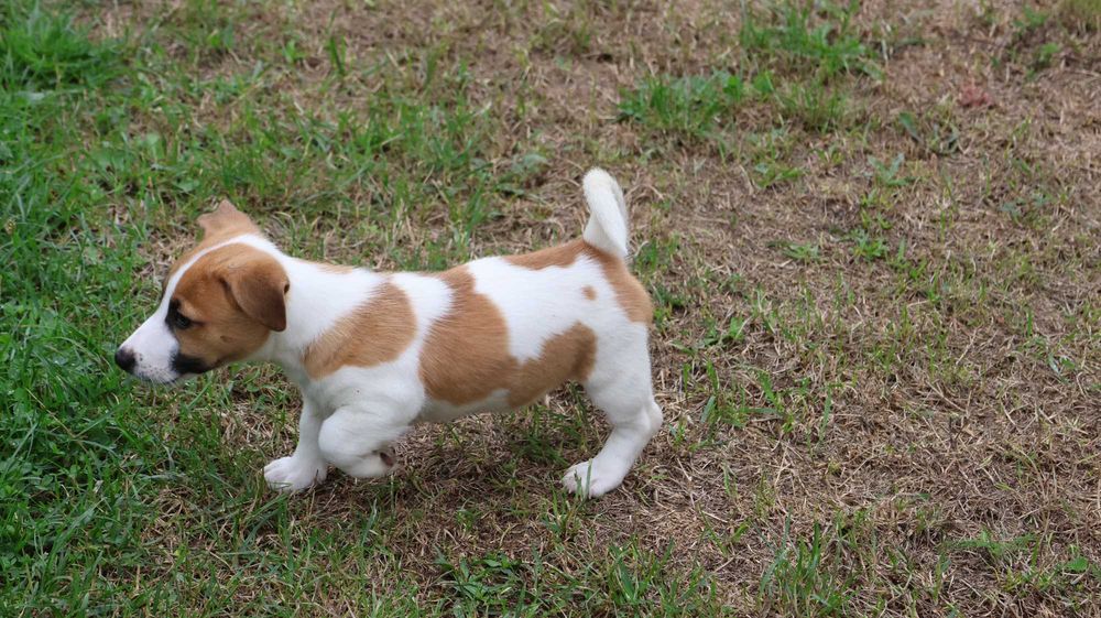 Piesek Jack Russell Terrier z hodowli "BREFIO"/ do odbioru