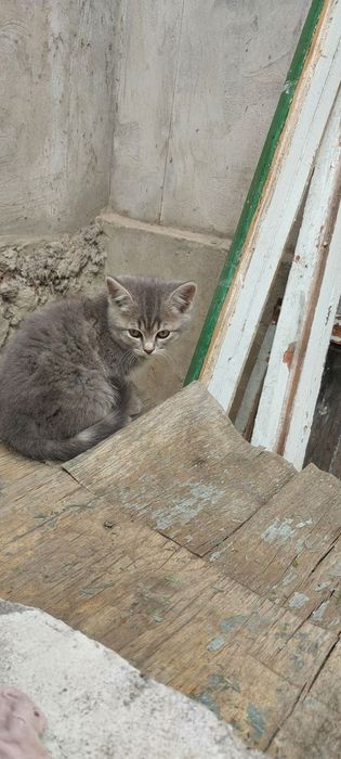 Бесплатно котята 1.5месяца