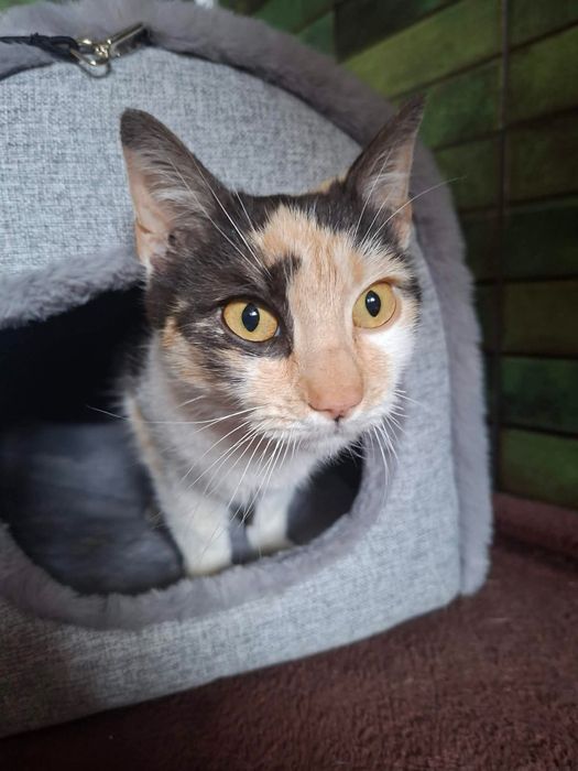 Kotka kocica kot oddam do adopcji