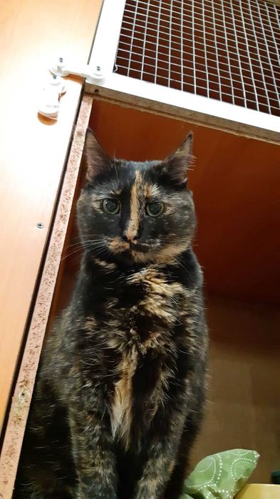 Ласковое счастье кошечка Плямка