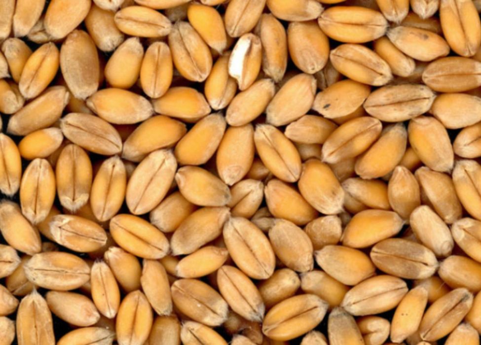 Овес,  пшениця, можлива доставка