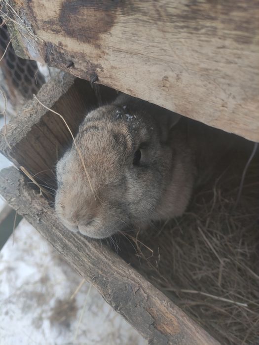 Продам сі'мю кролів, для розведення