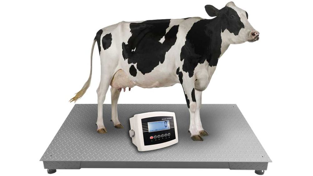 Rolnicza Waga Inwentarzowa do Krów Świń Byków Bydła 1,20x2,20 DOSTAWA