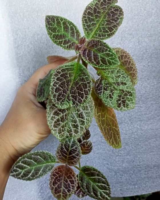 Эписции, Волосы Вероникиl,Tiger Stripe, Safari