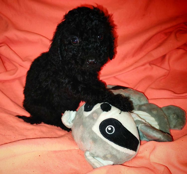 pudel miniaturowy czarny