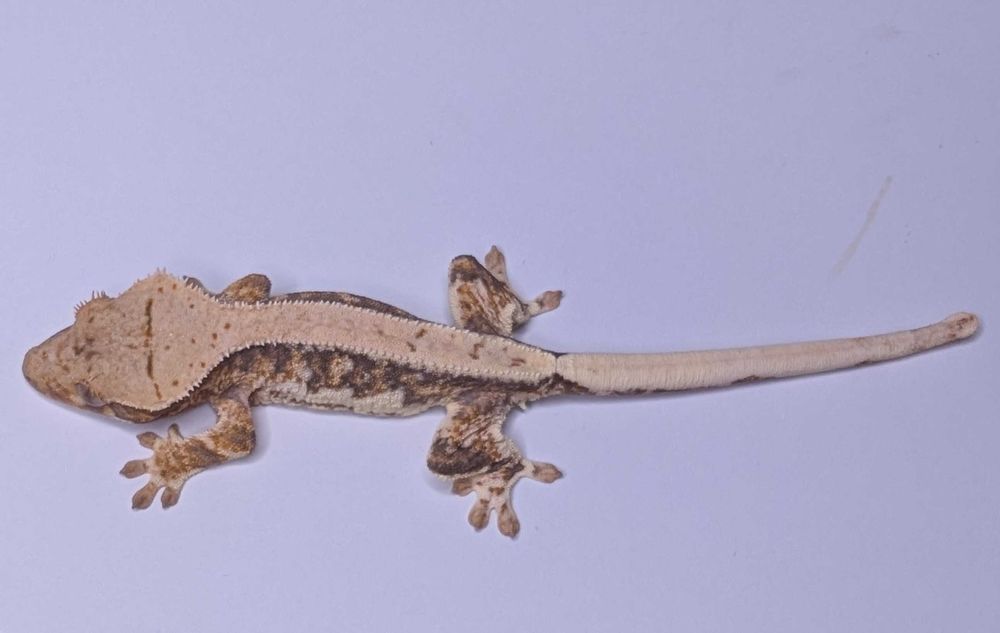 Gekon orzęsiony Lily White – 9 g, UNSEXED