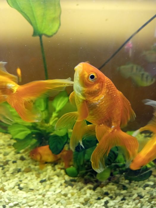 Złota rybka karaś ozdobny