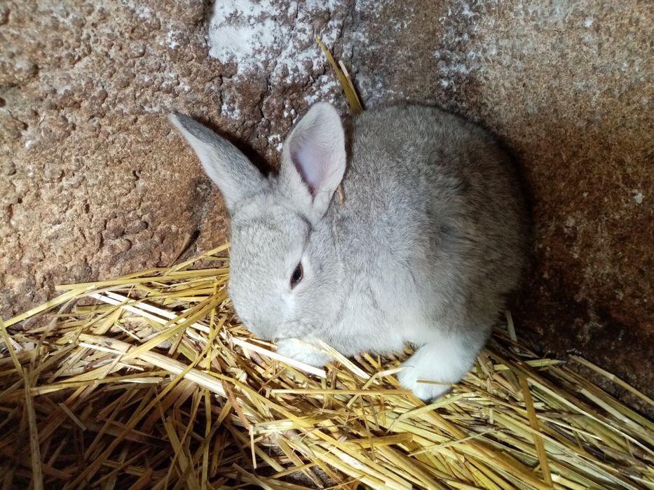 Coelhos Flandres X borboleta