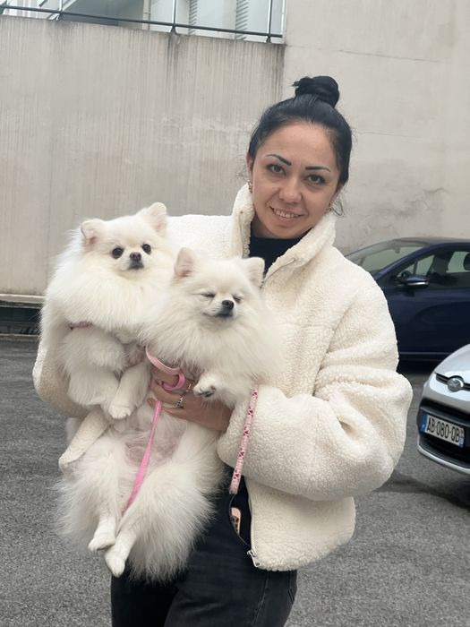 Груминг. Стрижка собак