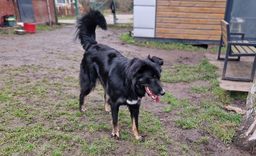 Misia duzy młody pies szuka domu