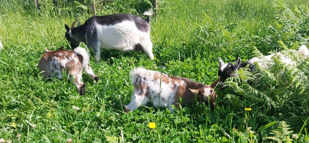Cabras micro anas