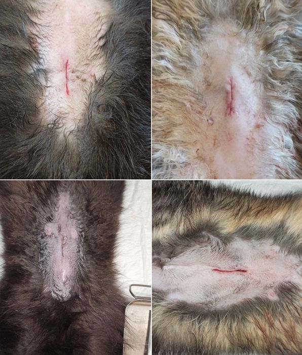 Ветеринарный врач. Ветврач. Ветеринар. Стерилизация кошки, кастрация.