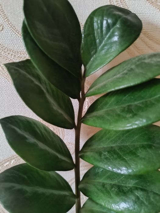 Продається заміокулькас.