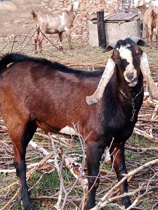 Козел нубо каморі 47%