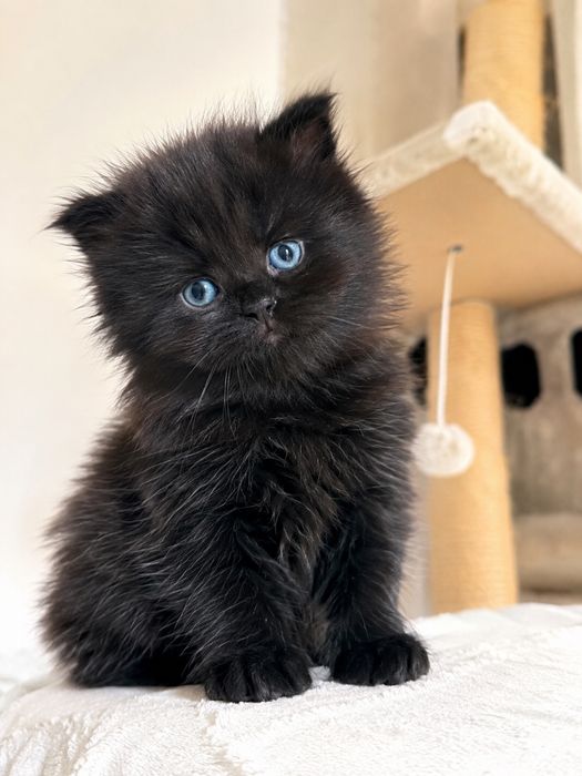 Кошенята, мама висловуха, встигніть замовити!:)
