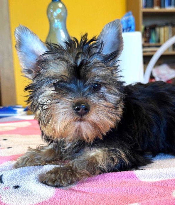 York śliczny piesek