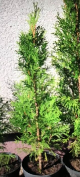 Tuja Danica , Mirjam , Horseri, Szmaragd, Brabant, Tuja książkowa