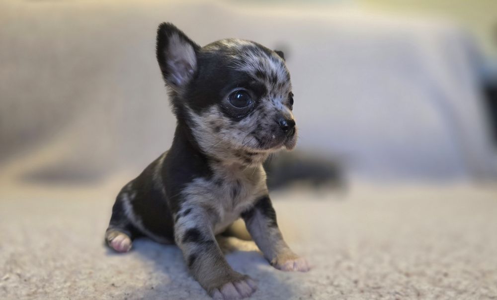 Prześliczny chihuahua merle piesek