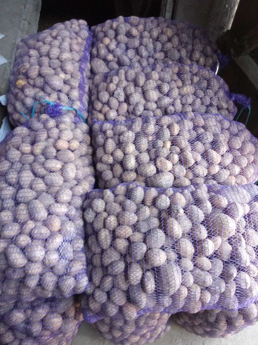 Ziemniaki paszowe odpadowe