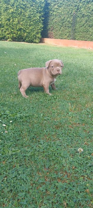 Buldog Francuski Isabella
