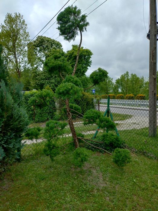 Drzewka i krzewy ozdobne