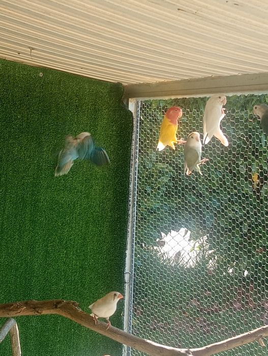 Vendo casal agapórnis mais 3 agapórnis