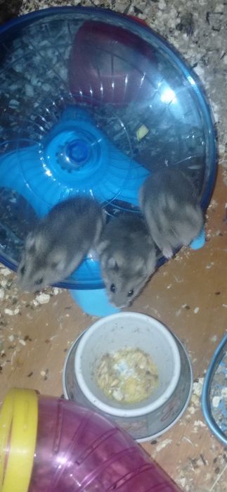 Джунгарика вiддаю.