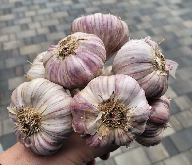 Czosnek polski 50 DUŻYCH GŁÓWEK 6,5cm ozimy zimowy