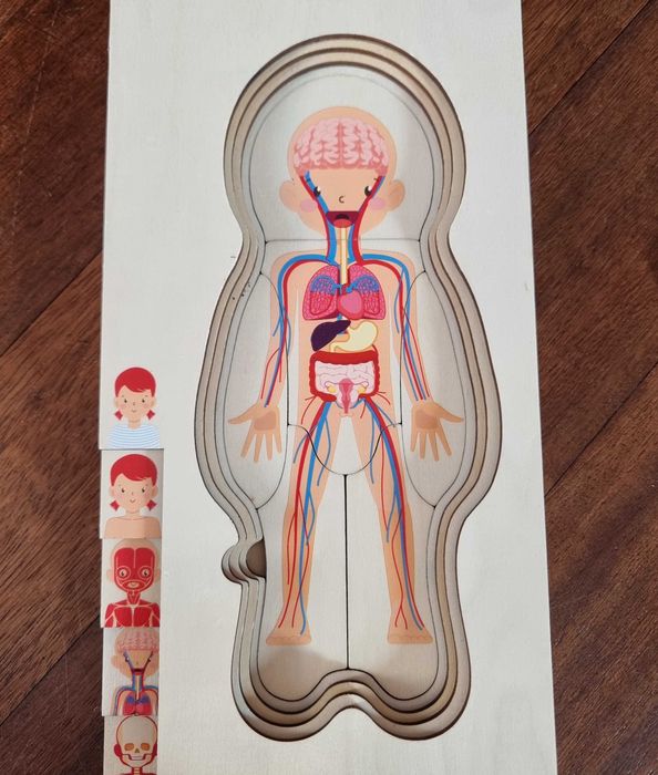 Drewniane edukacyjne puzzle anatomiczne – ciało człowieka warstwowo