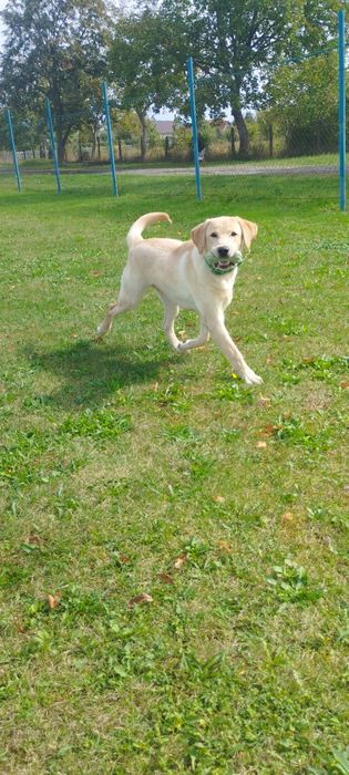 Лабрадор ретривер