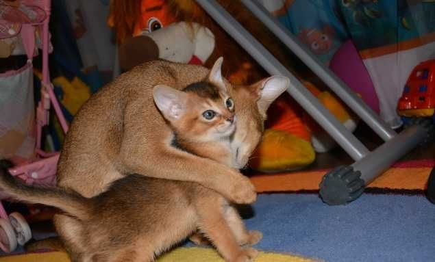 Абиссинские котята. Кот в диком окрасе