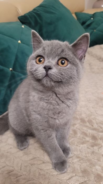 Kotka, kocurek, kocięta Brytyjskie FPL/FIFE