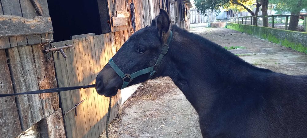 Poldra Lusitana   Muito Tipica