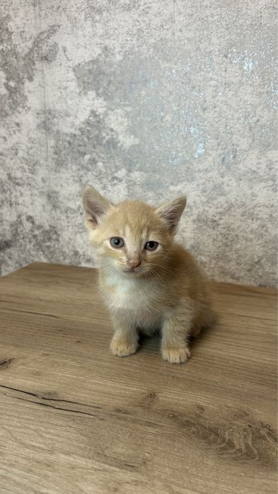 Отдам котят в хорошие руки